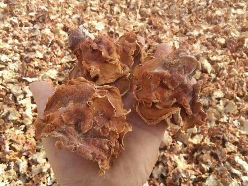 榆耳干榆耳榆耳种植基地单片大片无根榆耳