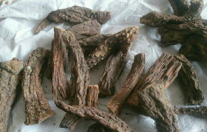 药用肉苁蓉
