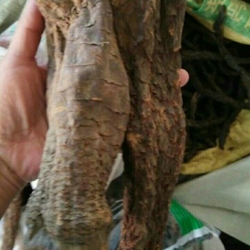 药用肉苁蓉