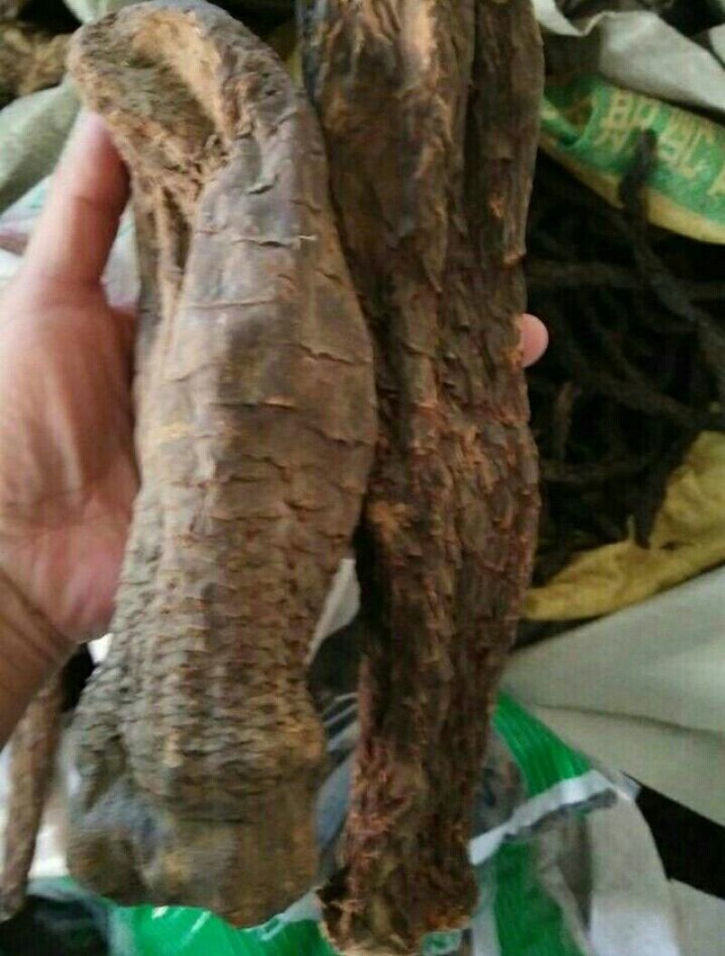药用肉苁蓉