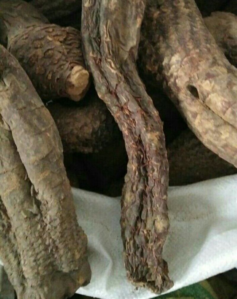 药用肉苁蓉