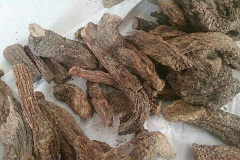 药用肉苁蓉