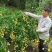 无核黄皮果苗30~50cmcm