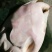 山瑞鳖2.5~3斤
