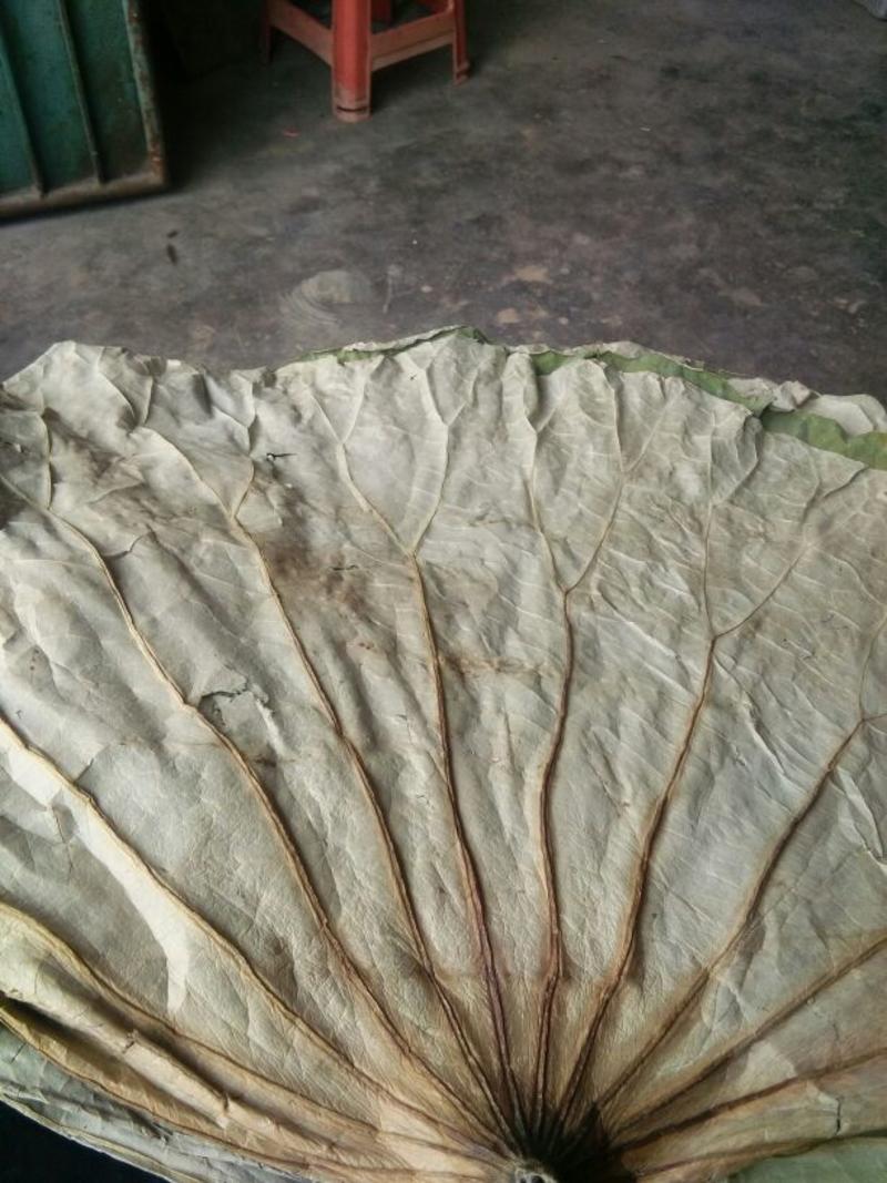 新鲜干荷叶一张一张的自然晒干的，泡茶荷叶干无硫干荷
