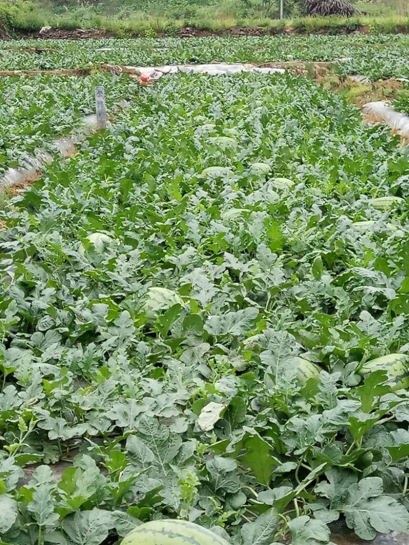 花皮有籽12斤打底9成熟1茬182/2
