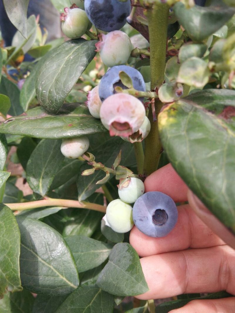 南高丛蓝莓蓝宇，果粉好，甜脆