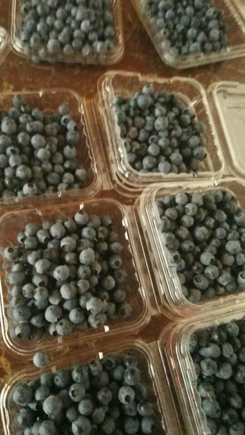 南高丛蓝莓蓝宇，果粉好，甜脆