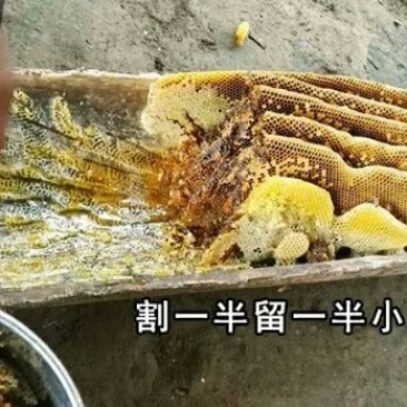 土蜂蜜1斤