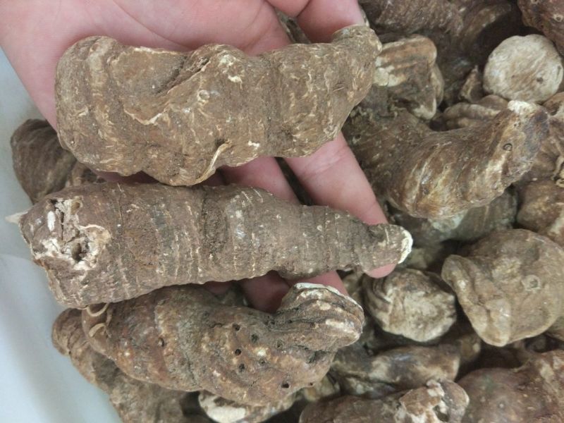 重楼七叶一枝颠重楼可打粉各种规格干货