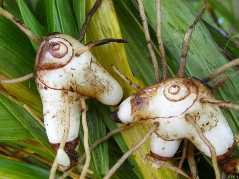 三叉白芨种苗10~20cm
