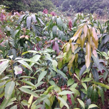 芒果苗