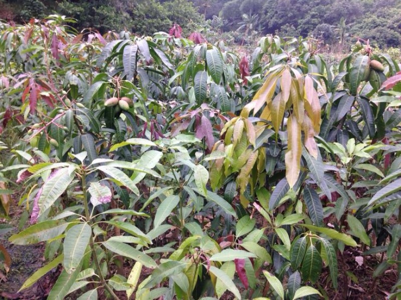 芒果苗