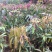 芒果苗