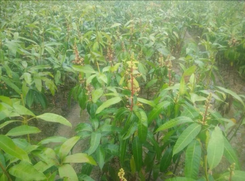 芒果苗