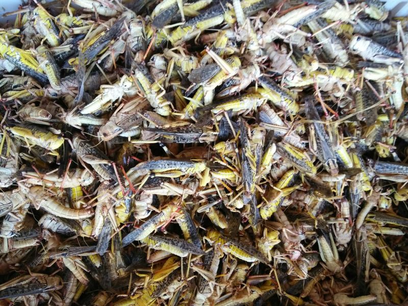 蝗虫食用
