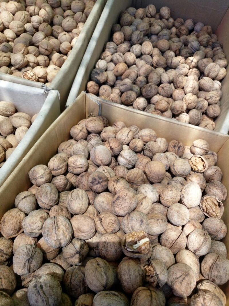 薄皮核桃30mm以上去皮干