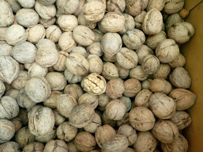 薄皮核桃30mm以上去皮干