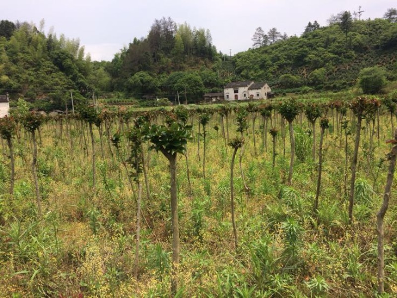 紫薇