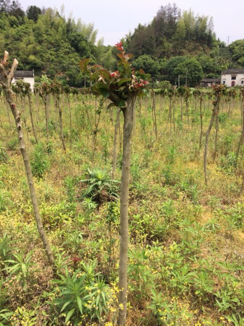 紫薇