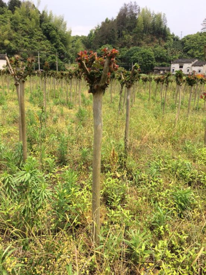 紫薇