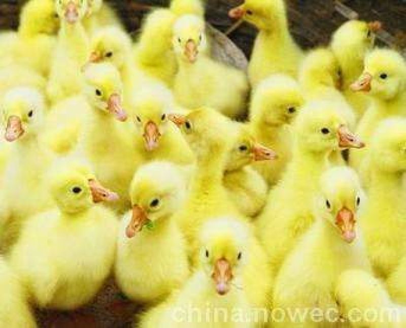 鹅苗250g以下