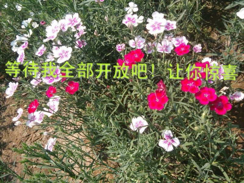 瞿麦
