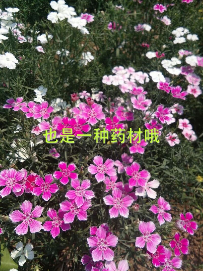 瞿麦