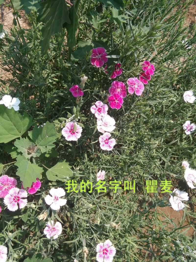瞿麦
