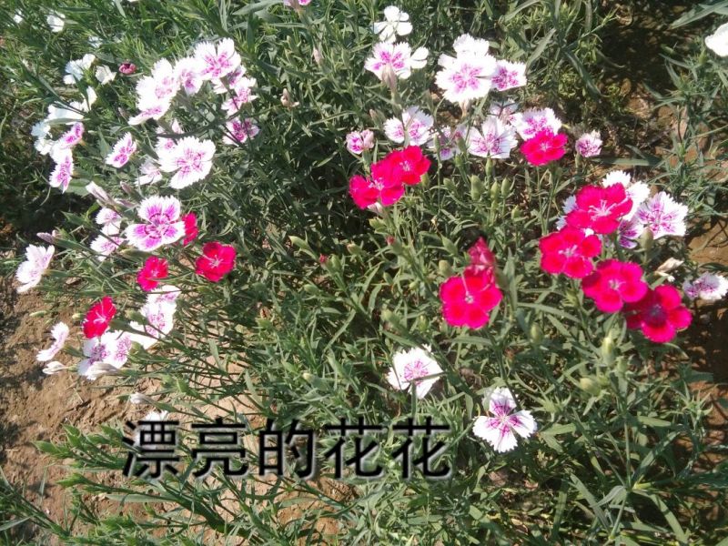 瞿麦