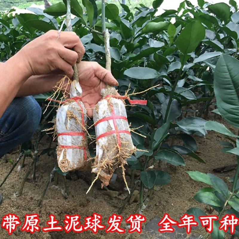 柚子树苗带泥球带叶子发货
