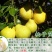 柚子树苗带泥球带叶子发货