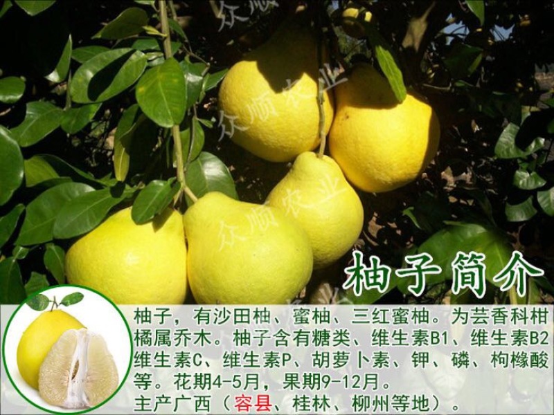 柚子树苗带泥球带叶子发货