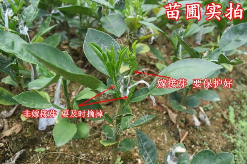 柚子树苗带泥球带叶子发货