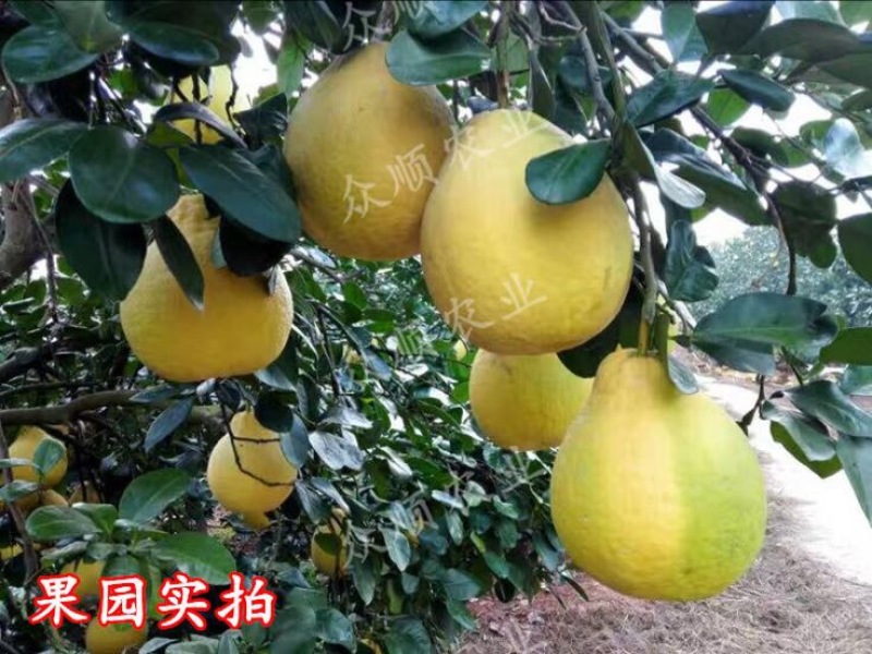 柚子树苗带泥球带叶子发货