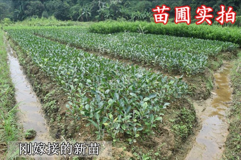 柚子树苗带泥球带叶子发货