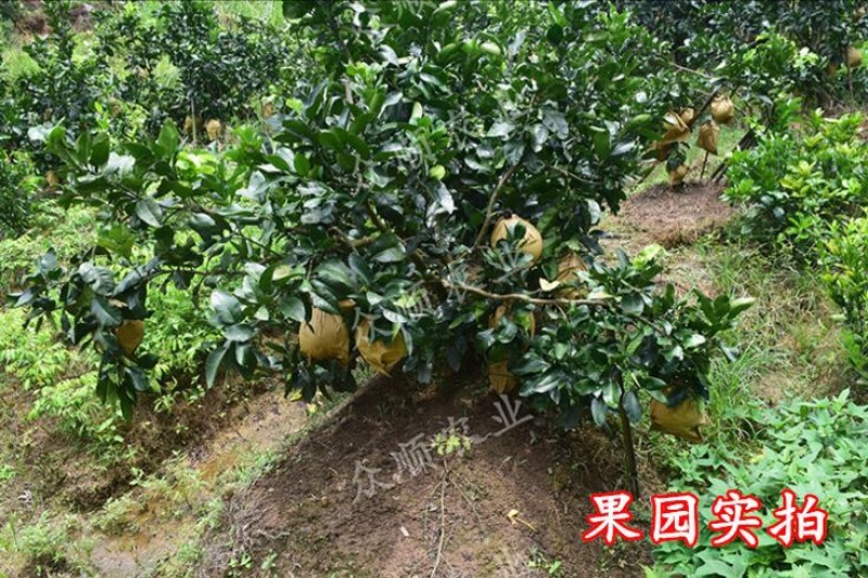 柚子树苗带泥球带叶子发货