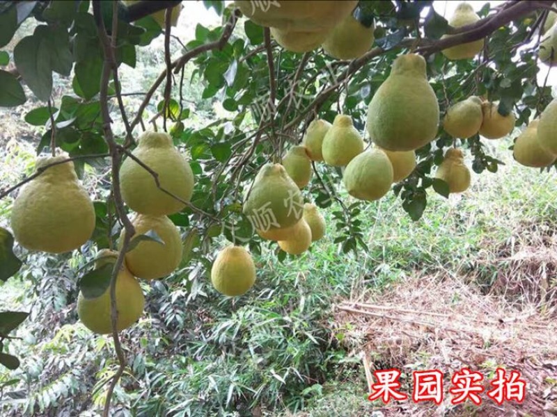 柚子树苗带泥球带叶子发货