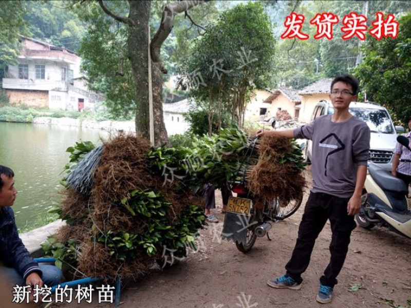 柚子树苗带泥球带叶子发货