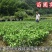 柚子树苗带泥球带叶子发货