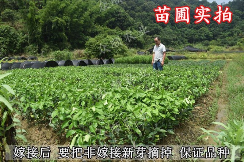 柚子树苗带泥球带叶子发货