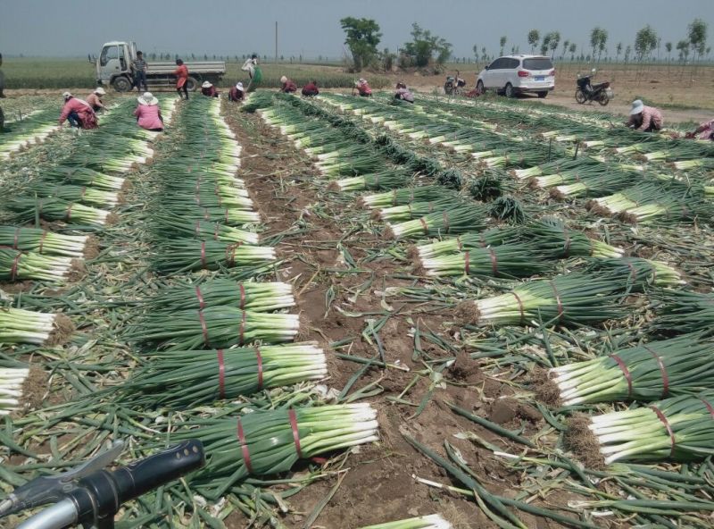长白大葱净葱3cm左右，精选采摘发货，保质保量发货