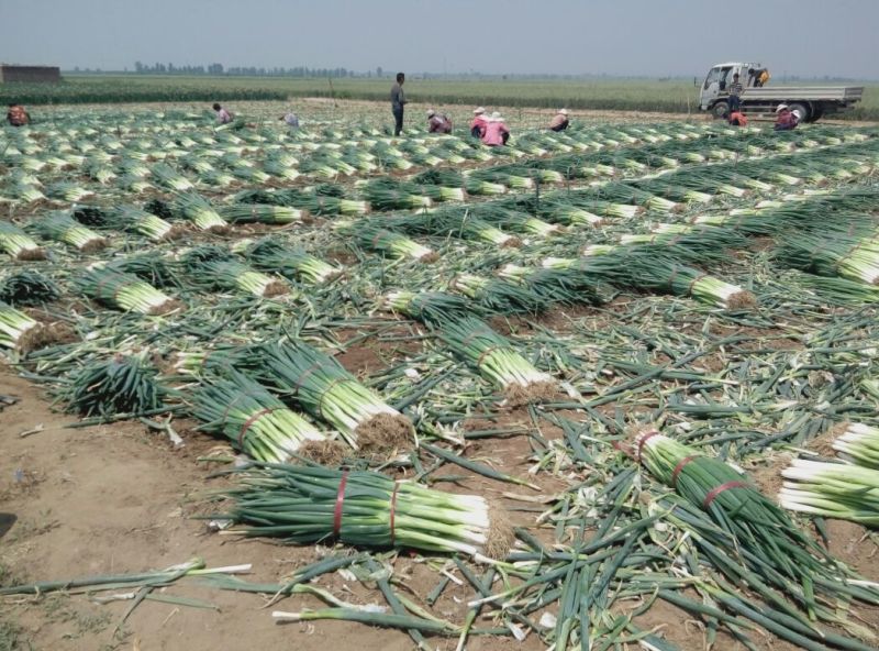 长白大葱净葱3cm左右，精选采摘发货，保质保量发货