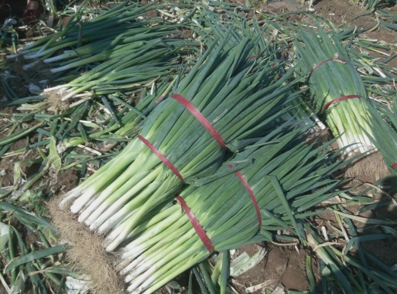长白大葱净葱3cm左右，精选采摘发货，保质保量发货