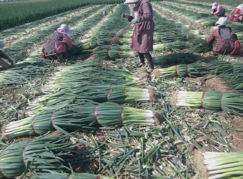 长白大葱净葱3cm左右，精选采摘发货，保质保量发货