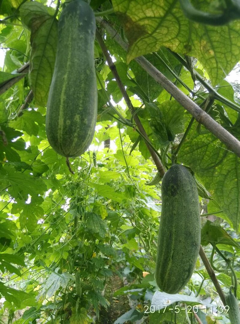 黄瓜18~22公分鲜花带刺