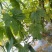 黄瓜18~22公分鲜花带刺