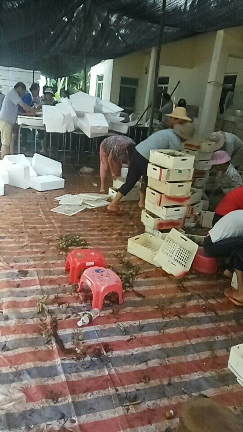 海南荔枝妃子笑，代办包园，打包收购一条龙服务