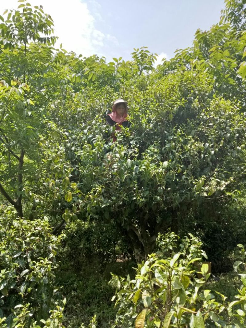 古树茶二级