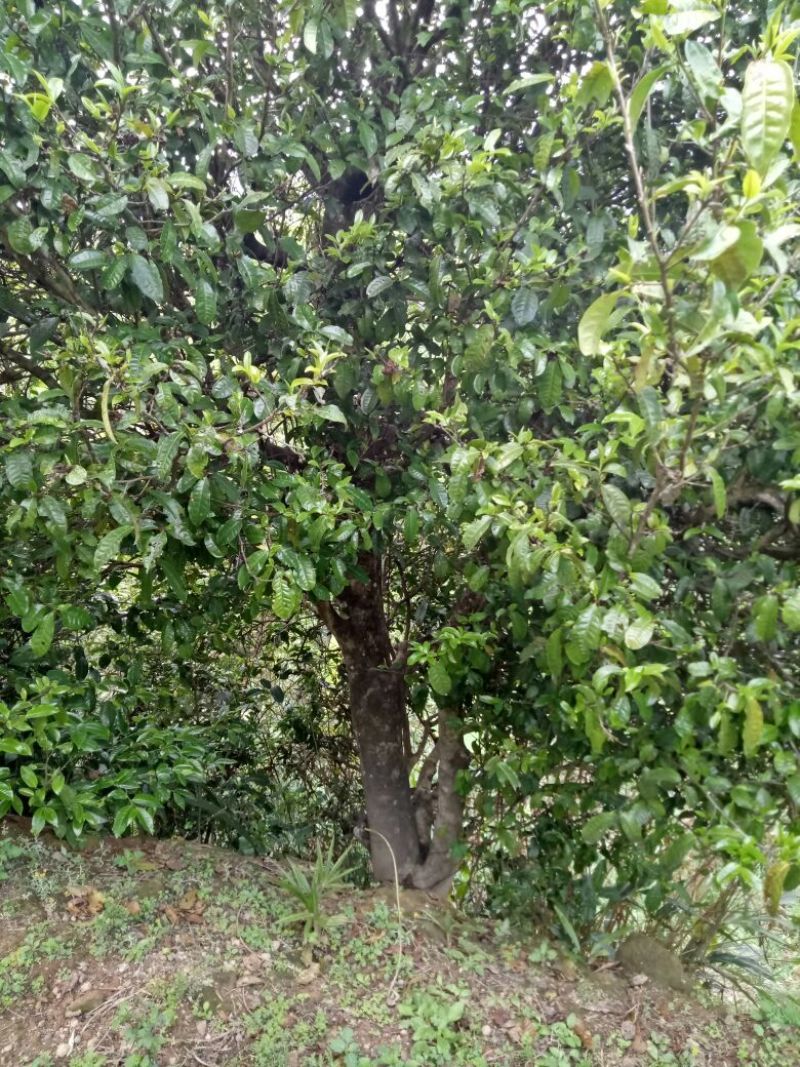 古树茶二级